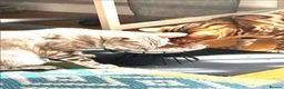 Bengal cats for sale: Looking for a new home - Beautiful Bengal Male - Advert 4