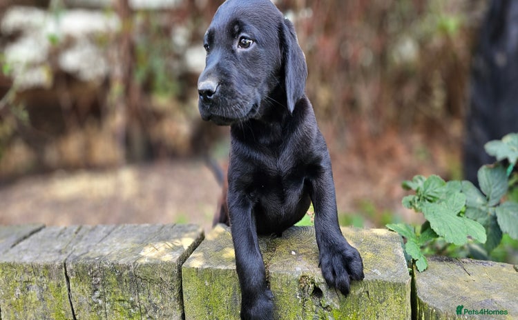 Labrador Retriever dogs - Advert 6