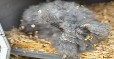 Angora rabbits - Advert 2