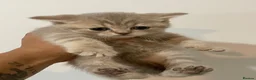 British Shorthair cats for sale: STUNNING LILAC TICKED TABBY GCCF FEMALE KITTENS  - Advert 13