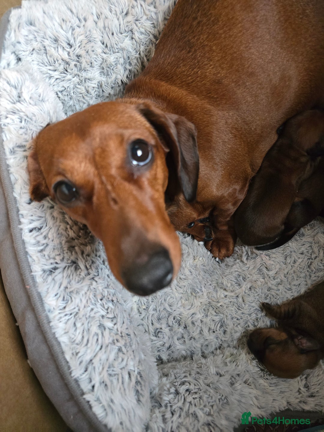 Miniature Dachshund dogs for sale: Miniature Dachshunds Seeking Forever Homes - Image 17