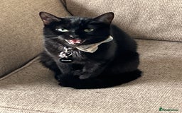 British Shorthair cats for sale: FREE British shorthair cat called mabel - Advert 2