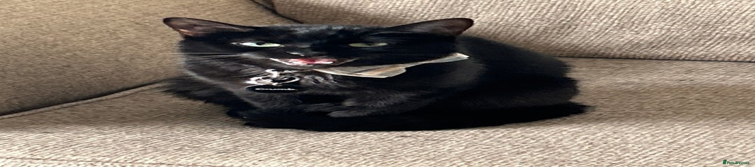 Black 2 year old called maze