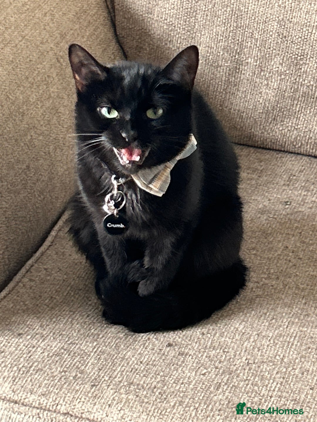 British Shorthair cats for sale: FREE British shorthair cat called mabel - Advert 2