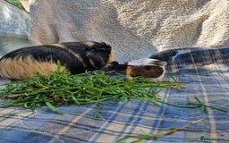 Guinea Pig rodents for sale: Handsome crested agouti shelte breed  - Image 11