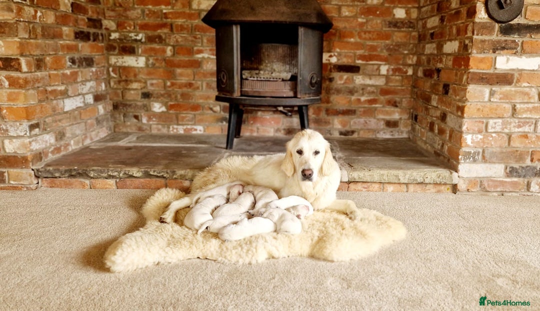 Golden Retriever dogs for sale: KC Reg Golden Retriever (F) 8mo – £1,100 ONO - Advert 1