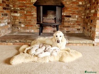 Golden Retriever dogs KC Reg Golden Retriever (F) 8mo – £1,100 ONO - Advert 2