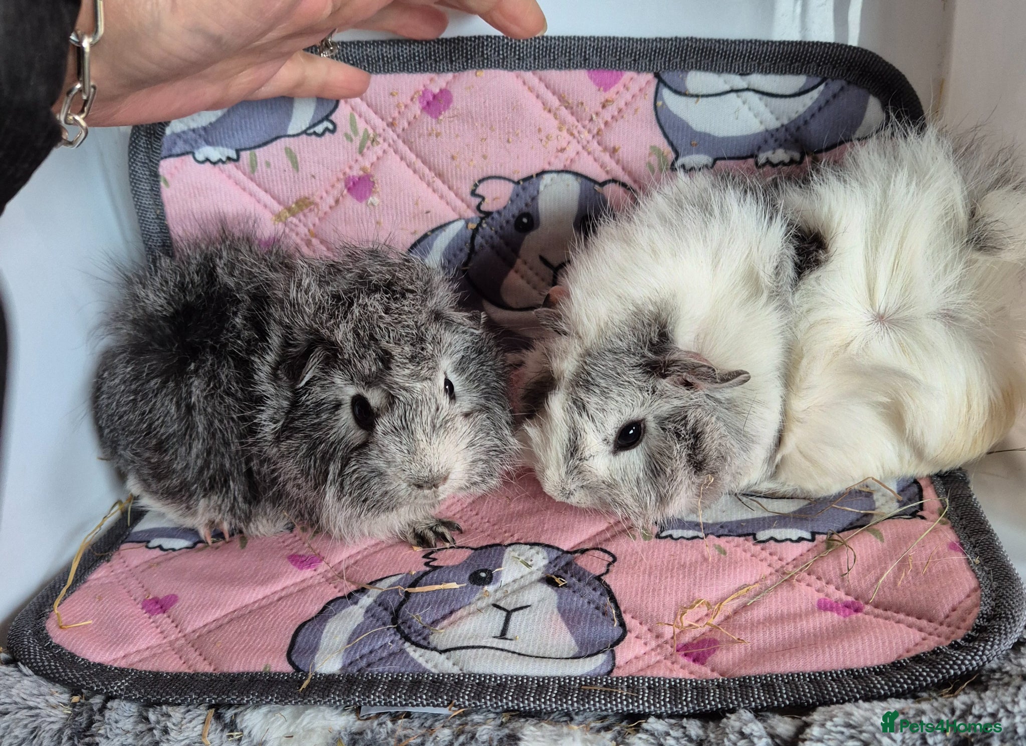 Guinea Pig rodents  Baby Girl Funky Silver Guinea Pigs - Advert 14