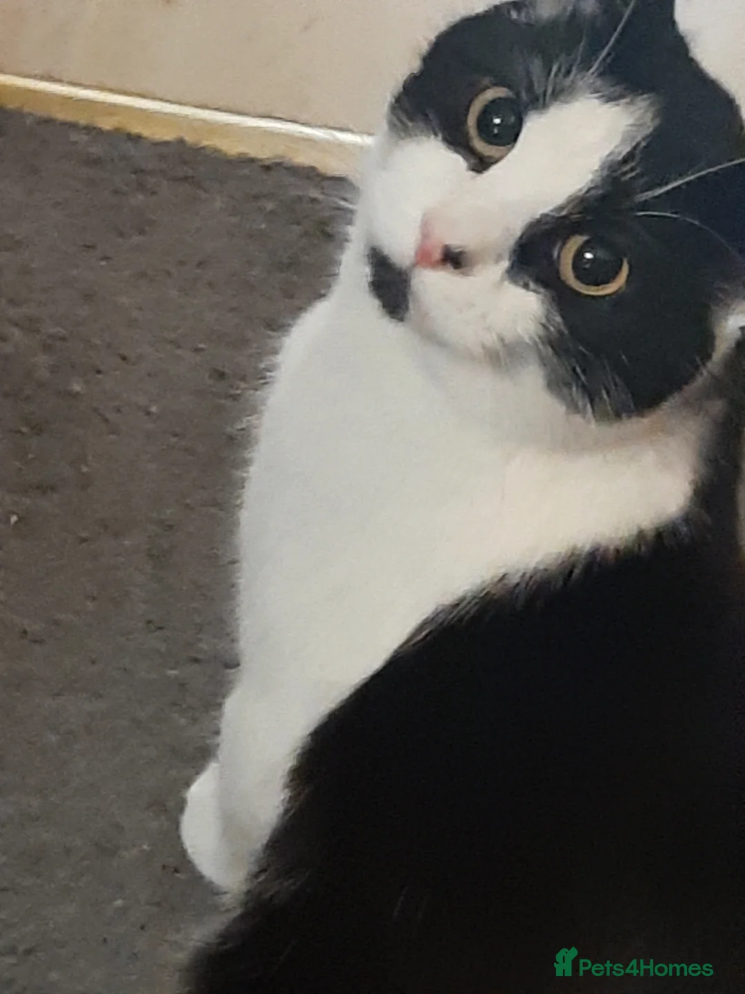 Mixed Breed cats for sale: Going for free because I'm immigrating  - Advert 6