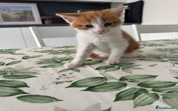 Mixed Breed cats for sale: 2 fluffy male kittens for sale  - Image 5