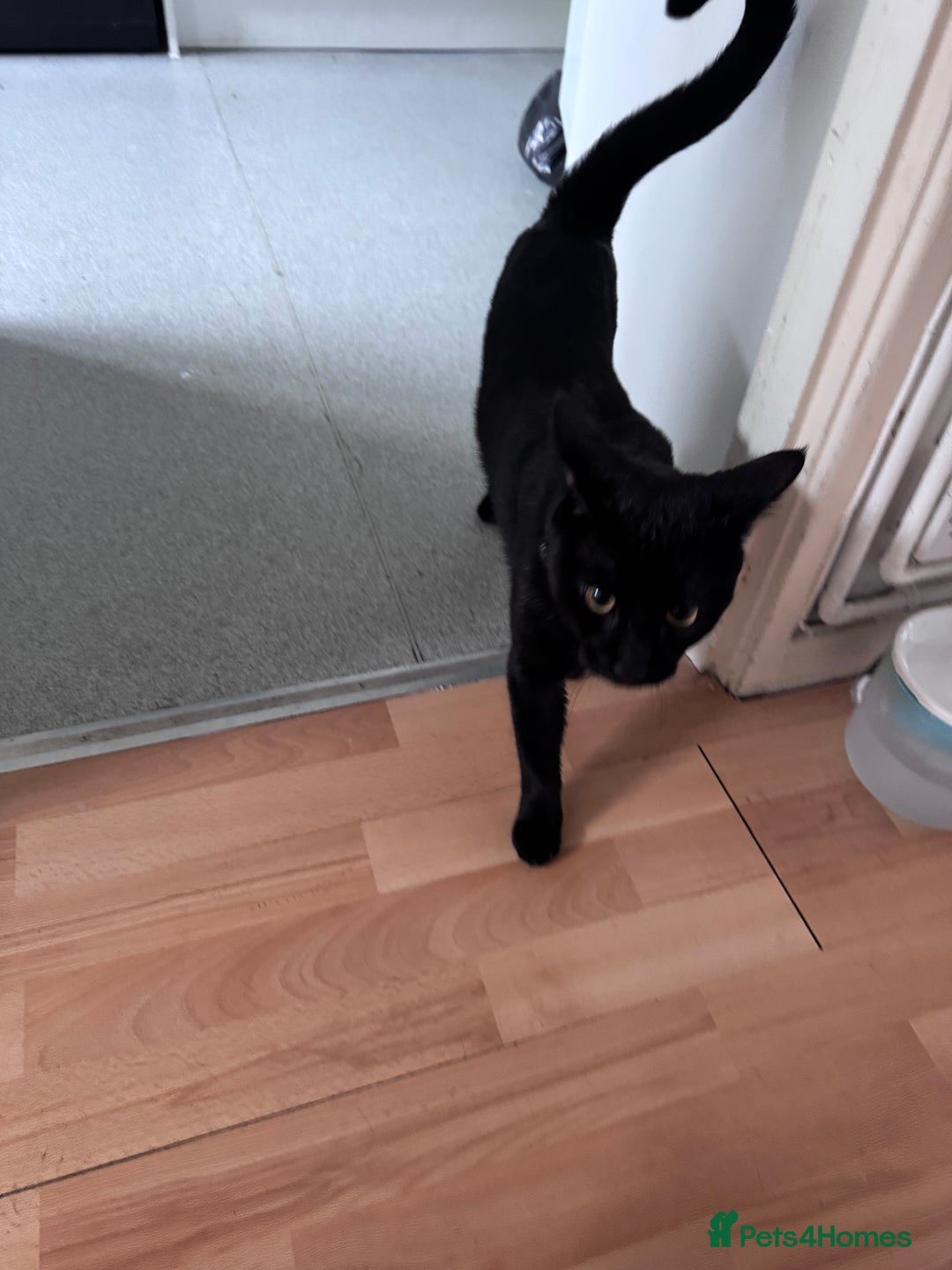 Mixed Breed cats for sale: Maverick and goose  - Image 4