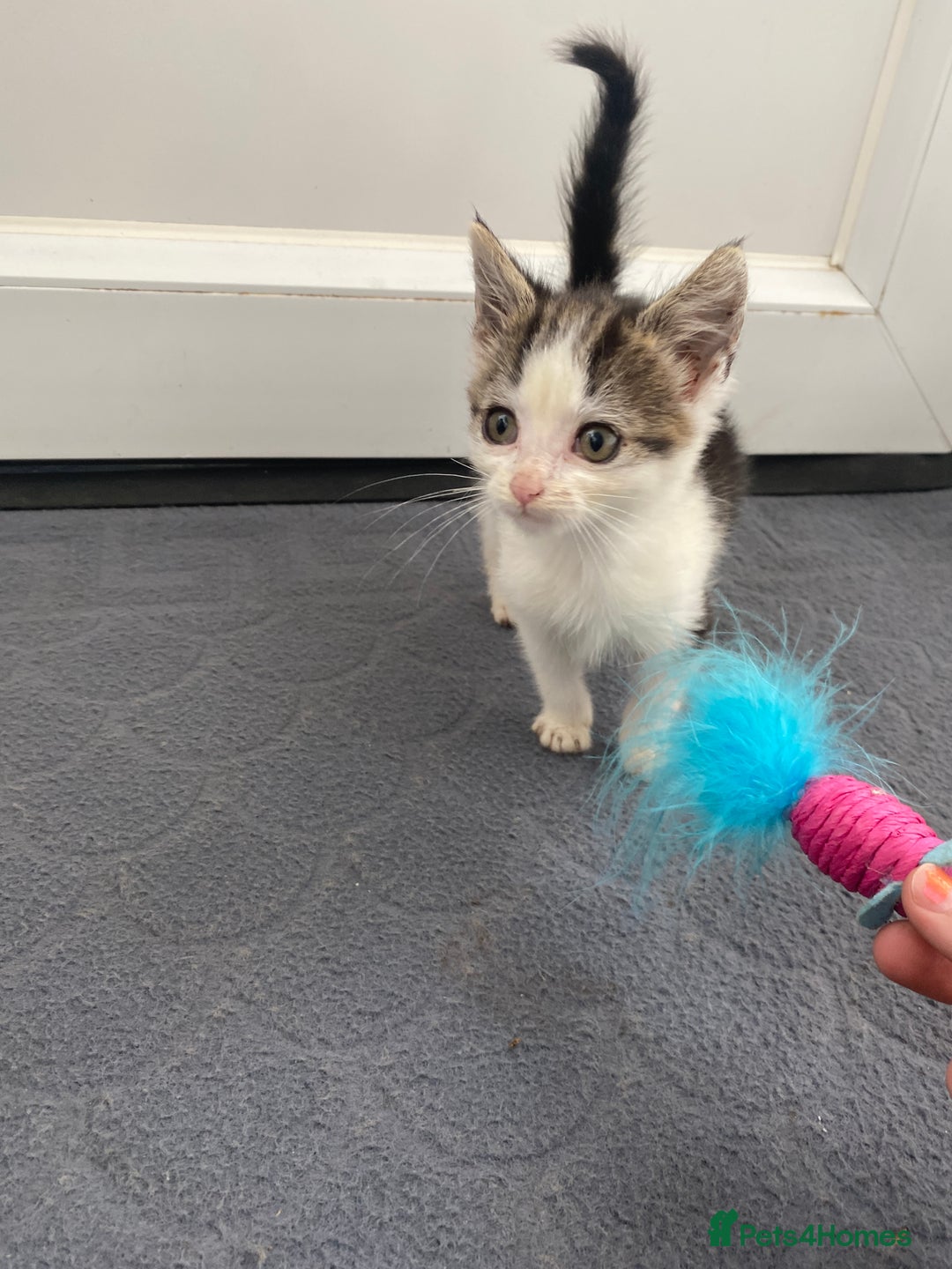 Mixed Breed cats for sale: Beautiful kittens ready now  - Image 5