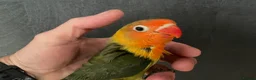 Lovebirds birds for sale: Lovebirds for Sale - Advert 8