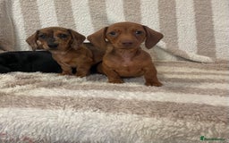 Miniature Dachshund dogs for sale: Beautiful Dachunds ready now  - Image 17