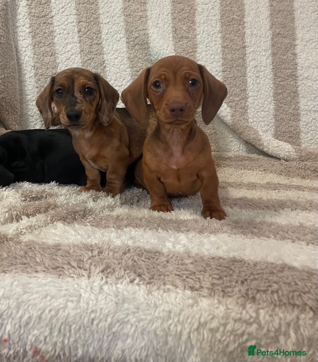 Miniature Dachshund dogs for sale: Beautiful Dachunds ready now  - Image 17