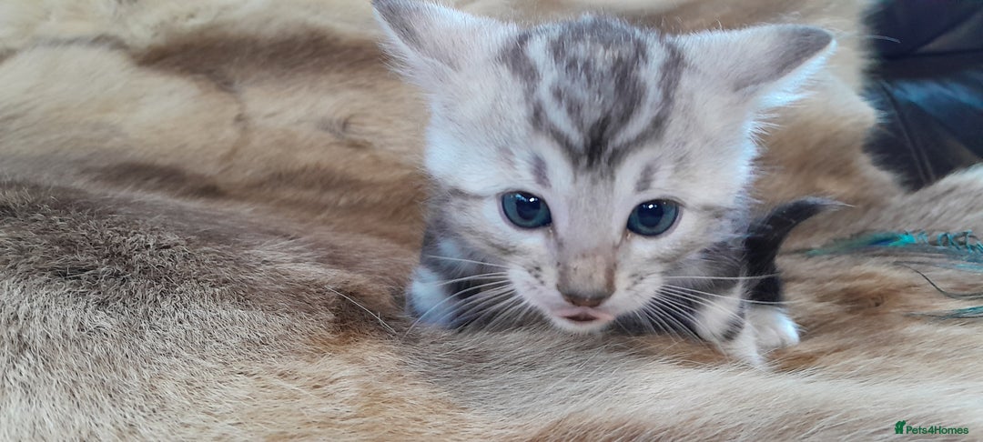 Bengal cats for sale: Beautiful Bengal kittens  - Advert 11