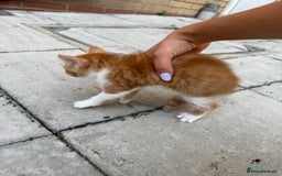 Mixed Breed cats for sale: loved and cared for kittens looking for new home🥹 - Image 3