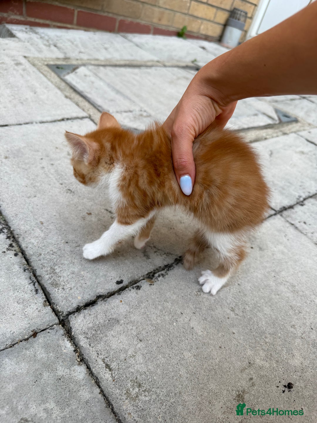 Mixed Breed cats for sale: loved and cared for kittens looking for new home🥹 - Image 3