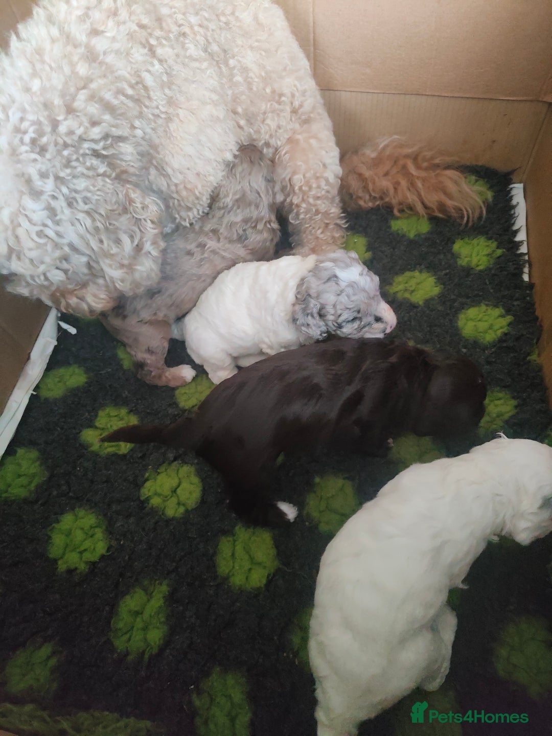 Cockapoo dogs for sale: Beautiful cockapoo puppies  in Alfreton - Image 3
