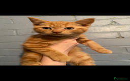 British Shorthair cats for sale: Stunning kitten boy £180  - Image 5
