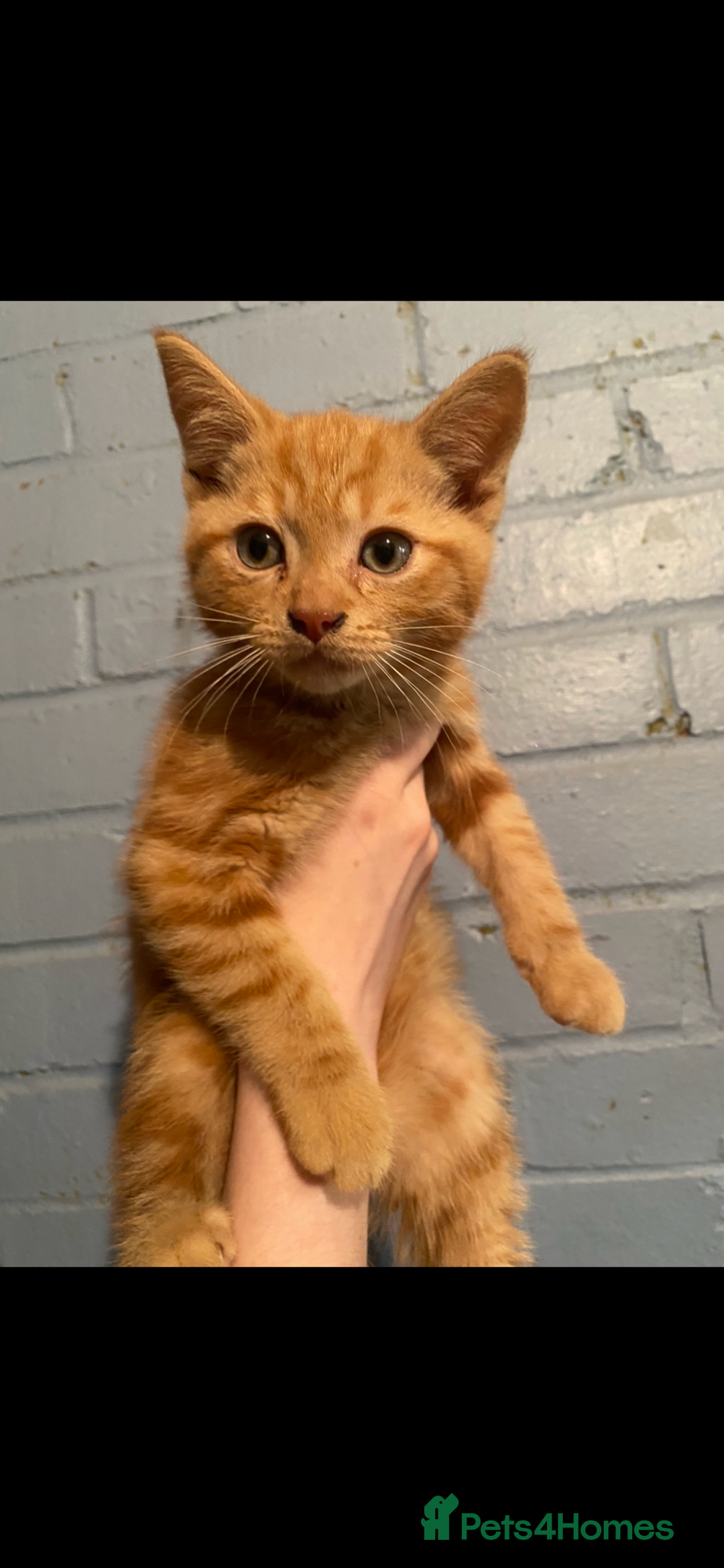 British Shorthair cats for sale: Stunning kitten boy £180  - Image 5