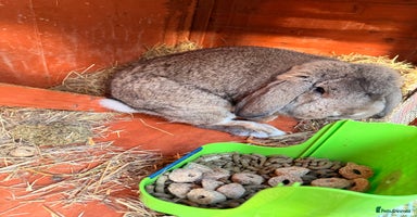 Mini Lop rabbits All pets together for sale - Advert 2