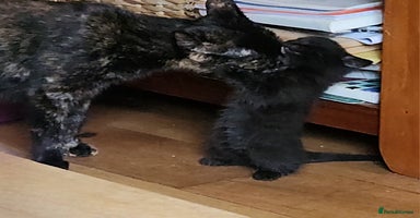 Mixed Breed cats - Advert 15