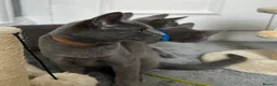 Russian Blue cats for sale: Russian Blue Kittens  - Advert 30