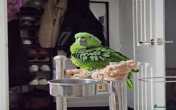 Parrots birds for sale: Yellow naped Amazon  - Image 2
