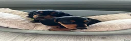 Dachshund dogs for sale: Miniature Dachshund Puppies Read Soon  - Advert 2