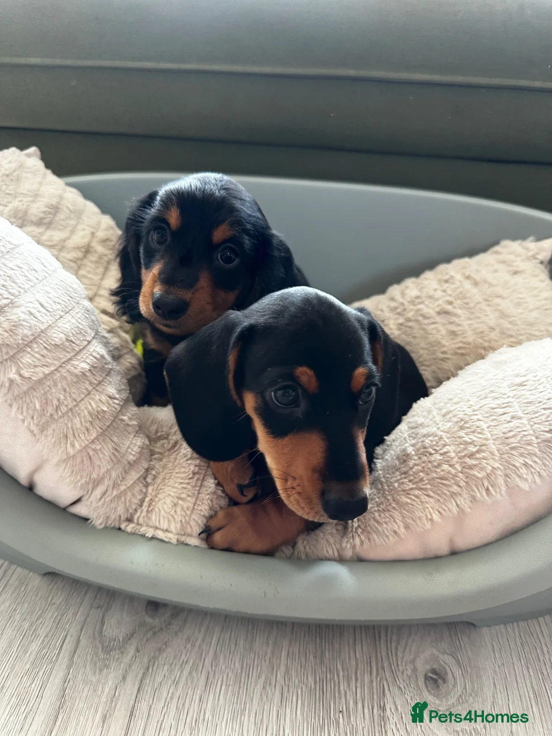 Dachshund dogs for sale: Miniature Dachshund Puppies Read Soon  - Advert 2