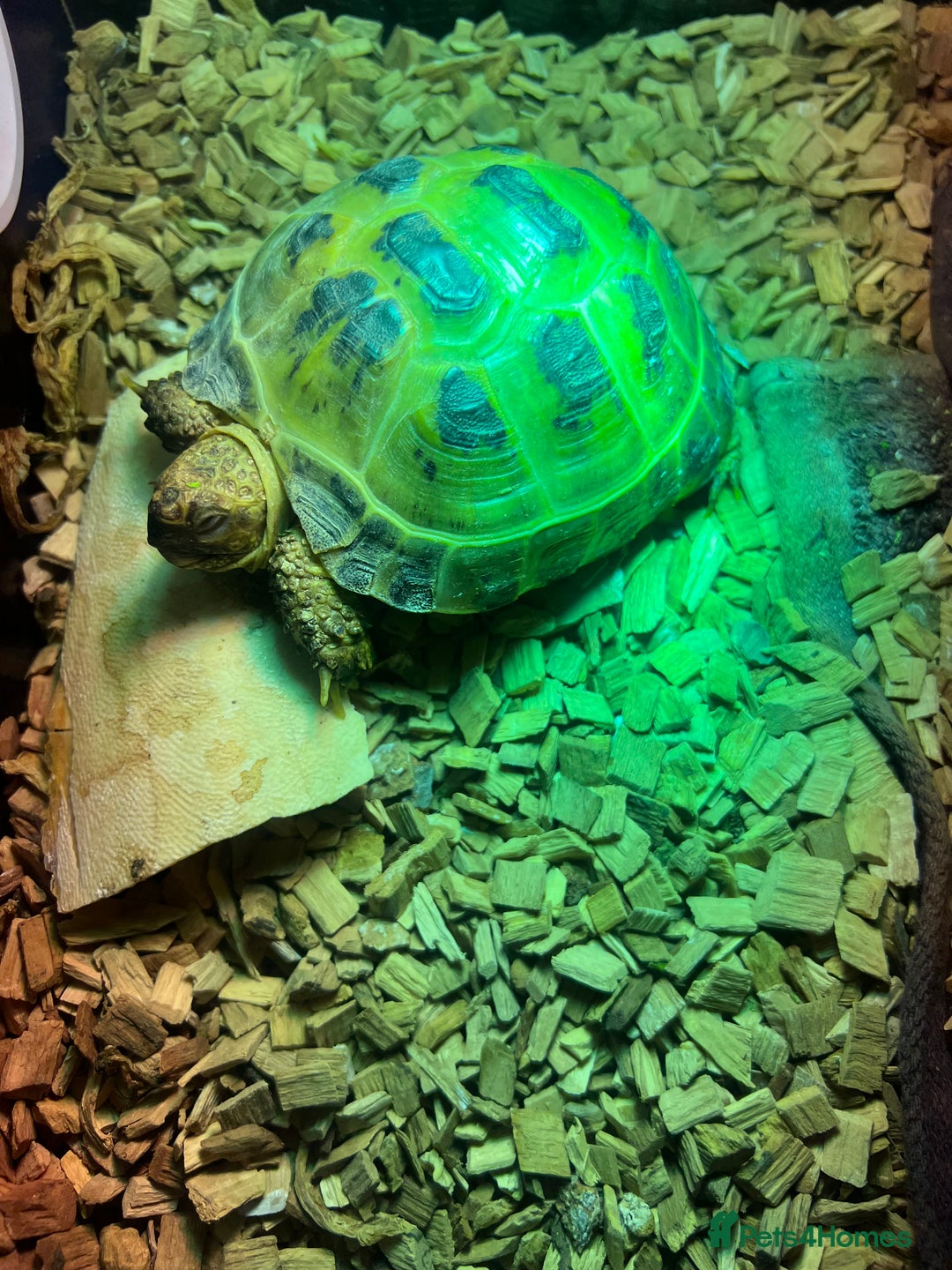 Tortoise reptiles for sale: Russian Tortoise  - Advert 3