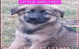 German Shepherd dogs for sale: 6 baby bears - Image 5