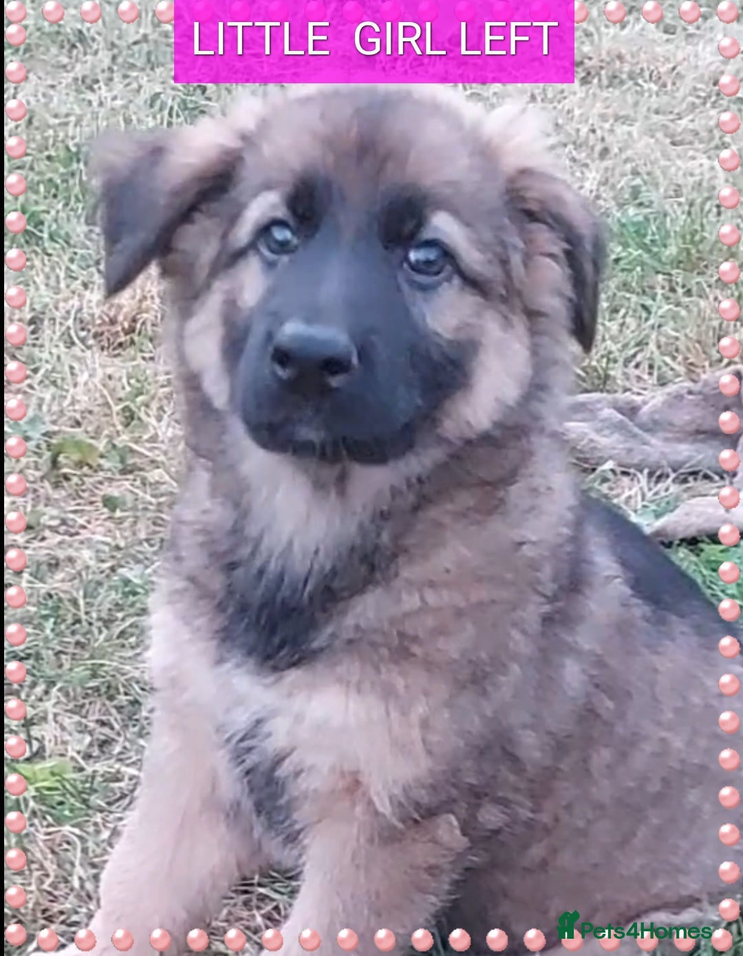 German Shepherd dogs for sale: 6 baby bears - Image 5