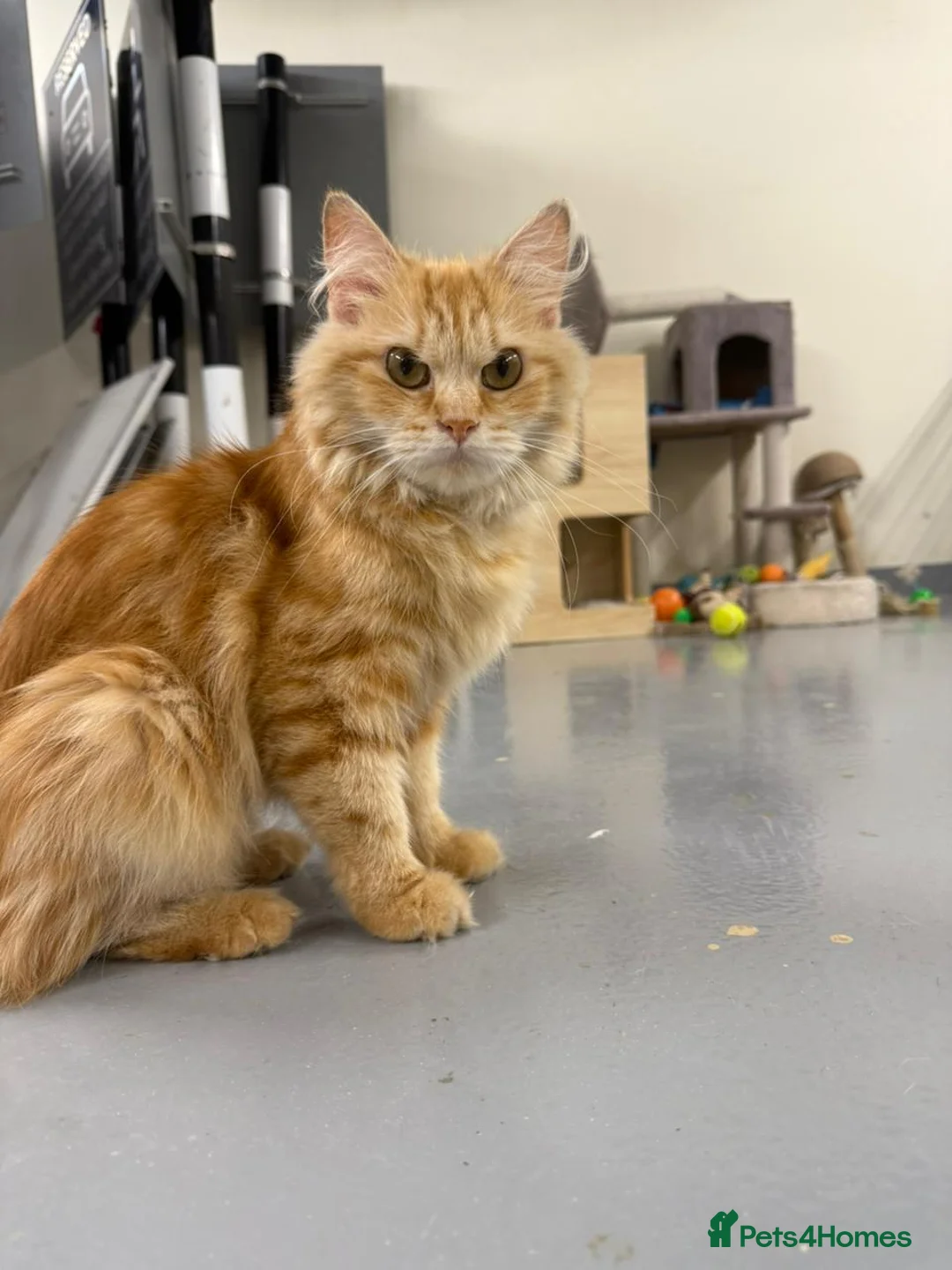 Mixed Breed cats for adoption: HARK-MIX PERSIAN CUDDLY BOY NEUTERED VACCINATED - Advert 2