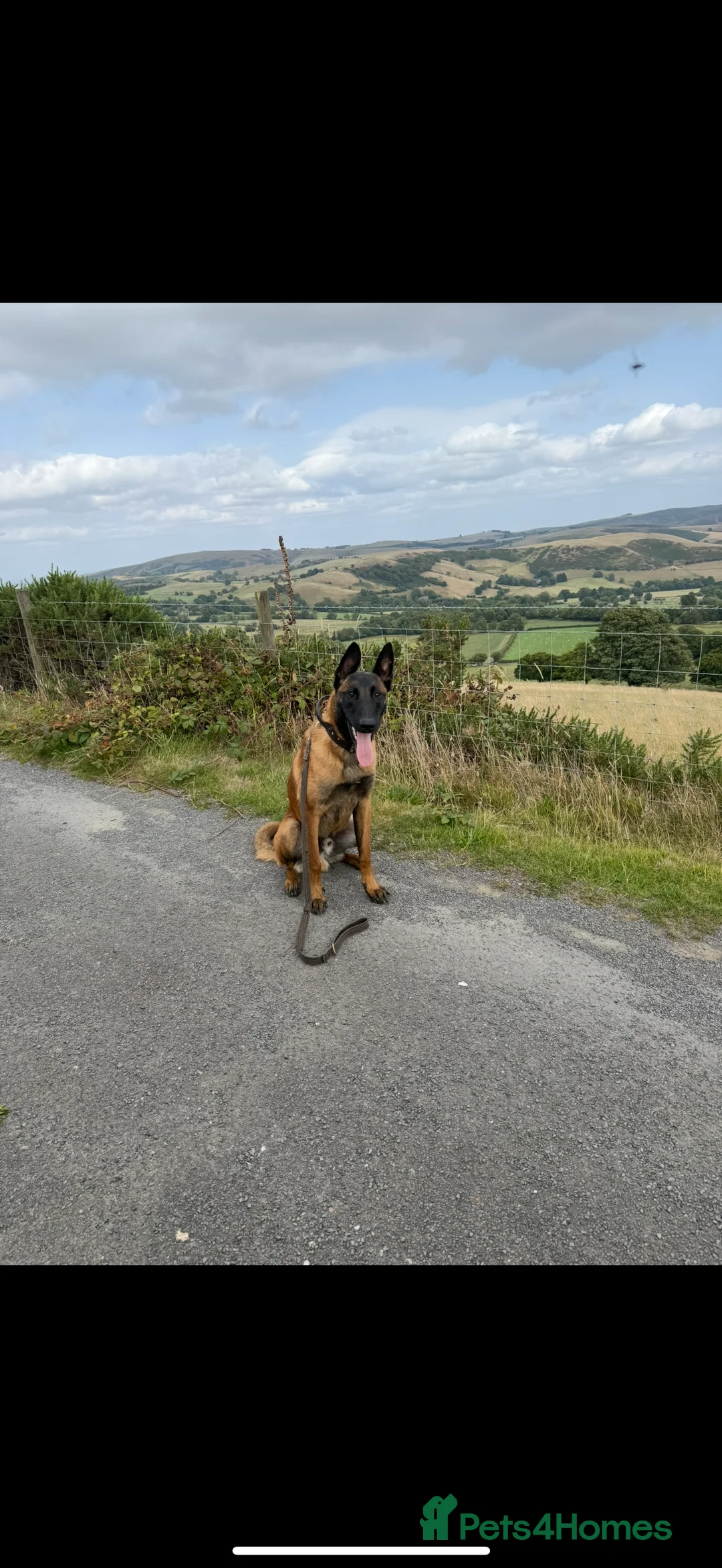 Belgian Shepherd Dog dogs for sale: Belgian Mali  - Advert 2