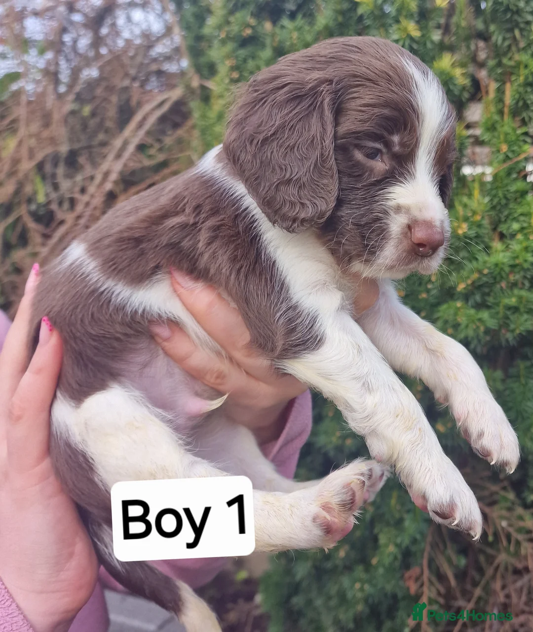 English Springer Spaniel dogs for sale: 8 pups for sale - Advert 19