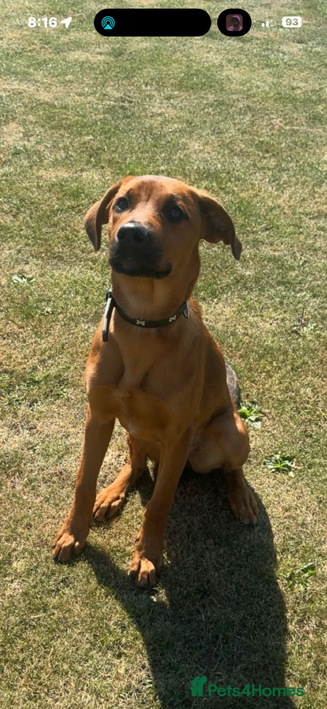 Mixed Breed dogs for sale: Lola Rottweiler cross beligan Mali  - Advert 2