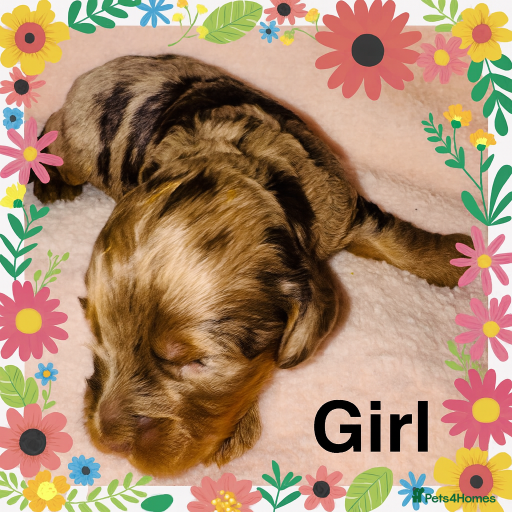 Cockapoo dogs DNA Tested, Last Rare Merle girl, READY NOW ❤️ - Advert 5