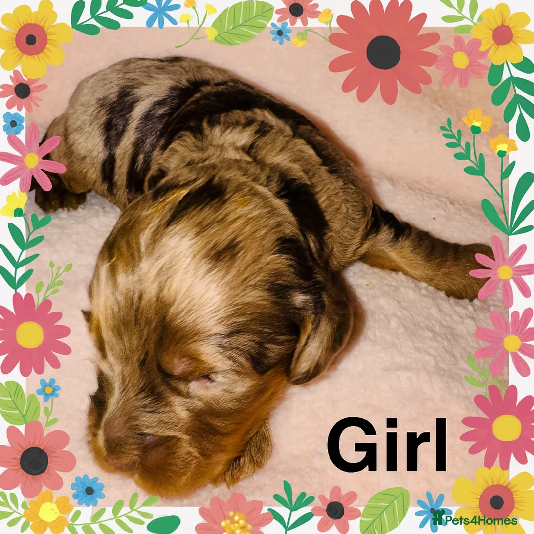 Cockapoo dogs for sale: DNA Tested F1 Rare Merle Cockapoos, Ready 20th Feb - Advert 3