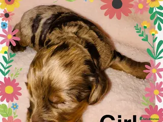 Cockapoo dogs DNA Tested, Last Rare Merle girl, READY NOW ❤️ - Advert 5