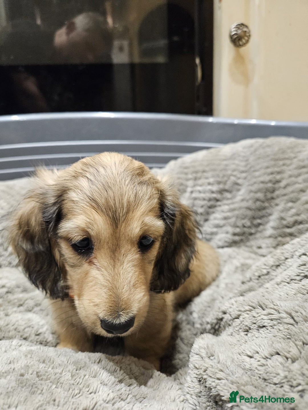 Miniature Dachshund dogs for sale: Miniature shaded cream dachshunds  - Advert 3