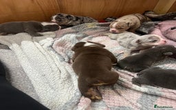English Bulldog dogs for sale: Beautiful English bulldogs for sale 2 left - Image 13