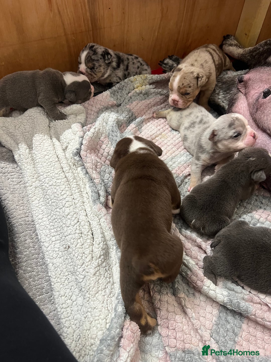 English Bulldog dogs for sale: Beautiful English bulldogs for sale 2 left - Image 13