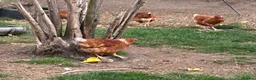Chickens poultry for sale: Brown hens  - Advert 4