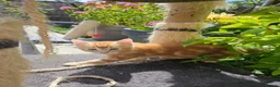 British Shorthair cats for sale: Stunning cross bread unique kitten ready for you. in Croydon - Advert 1