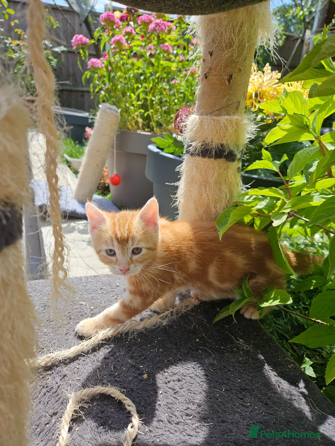 British Shorthair cats for sale: Stunning cross bread unique kitten ready for you. in Croydon - Advert 1