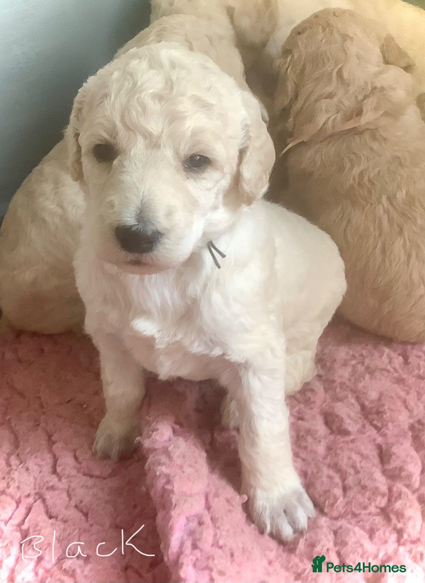 Standard Poodle dogs for sale: KC Standard Poodle Puppy - Advert 7