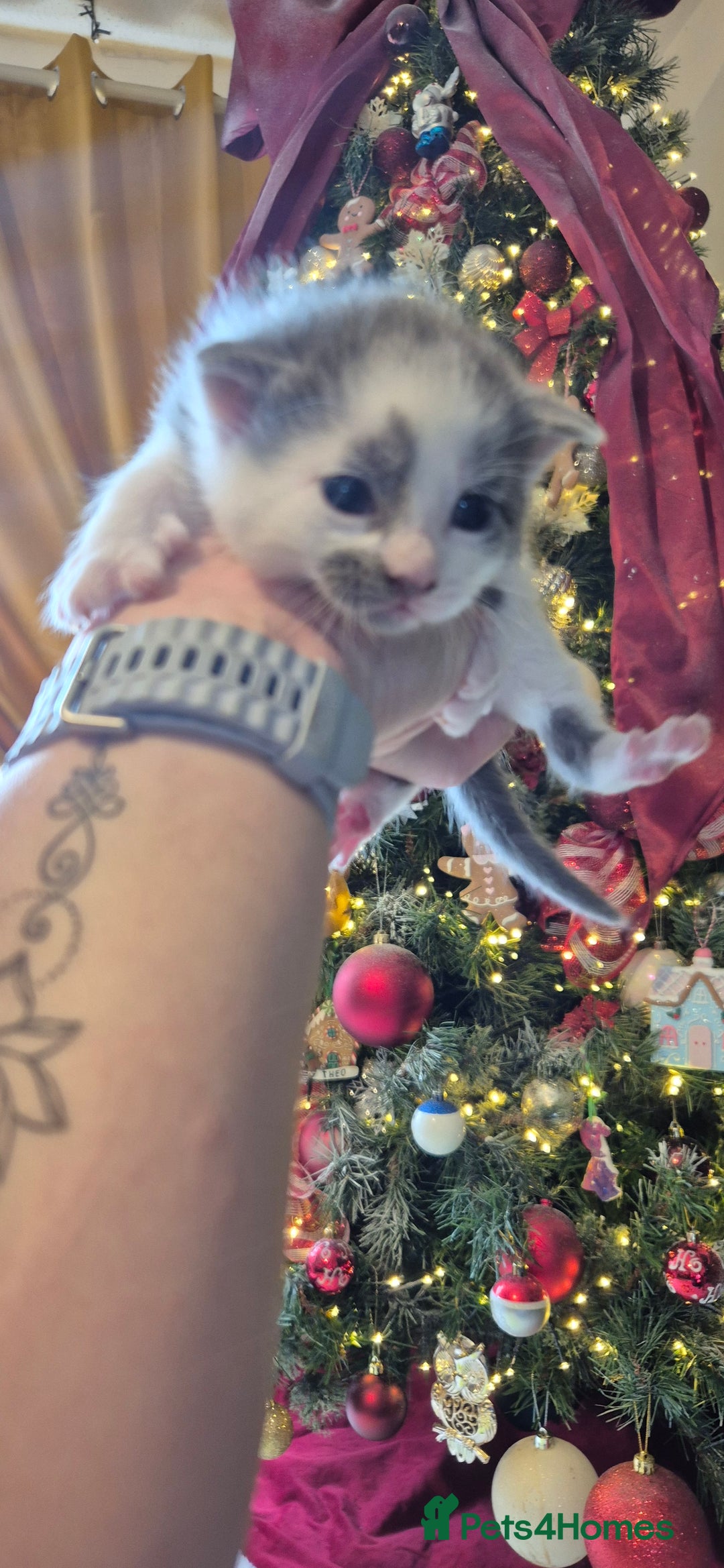 Domestic Shorthair cats for sale: Short hair kittens - Image 11