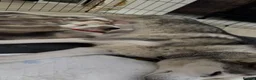 Siberian Husky dogs for sale: Beautiful Siberian puppies for Sale. Xx in Ware - Advert 8